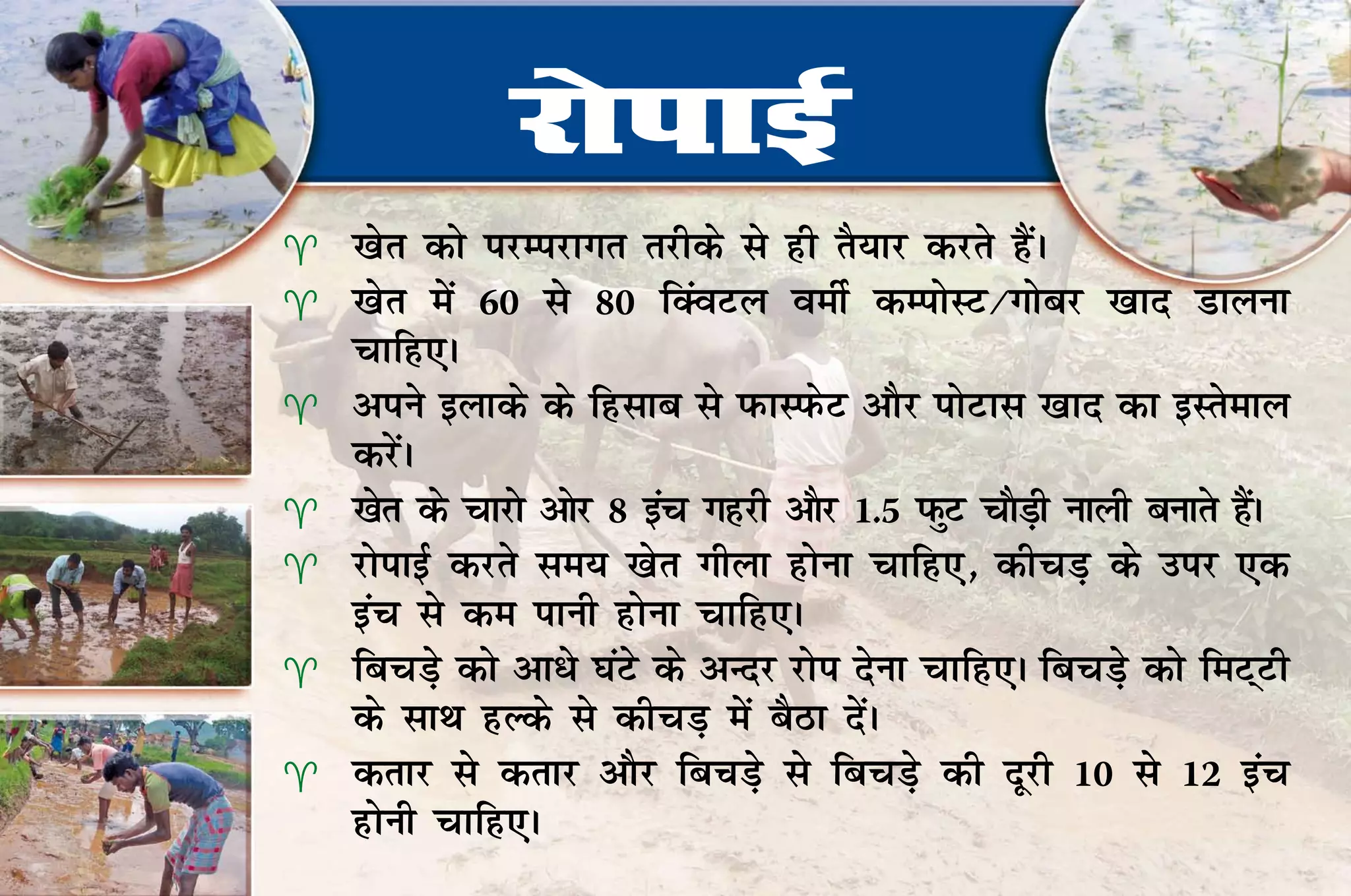 jksikbZ
   [ksr dks ijEijkxr rjhds ls gh rS;kj djrs gSaA
   [ksr esa 60 ls 80 fDaoVy oehZ dEiksLV@xkscj [kkn Mkyuk
    pkfg,A
   vius bykds ds fglkc ls iQkLiQsV vkSj iksVkl [kkn dk bLrseky
    djsaA
   [ksr ds pkjks vksj 8 bap xgjh vkSj 1.5 iQqV pkSMh ukyh cukrs gSA
                                                    +              a
   jksikbZ djrs le; [ksr xhyk gksuk pkfg,] dhpM+ ds mij ,d
    bap ls de ikuh gksuk pkfg,A
   fcpM+s dks vk/s ?kaVs ds vUnj jksi nsuk pkfg,A fcpM+s dks feV~Vh
    ds lkFk gYds ls dhpM+ esa cSBk nsaA
   drkj ls drkj vkSj fcPkM+s ls fcpM+s dh nwjh 10 ls 12 bap
    gksuh pkfg,A
 