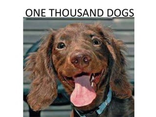 ONE THOUSAND DOGS
 