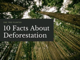 10 Facts About
Deforestation
ONE TREE PLANTED
 