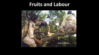 Fruits and Labour
Photo By Ravi
 
