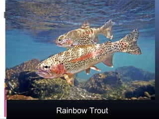 Rainbow Trout
 