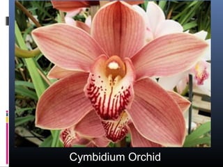 Cymbidium Orchid
 