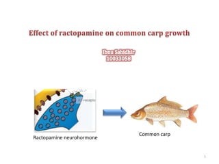 Common carp
Ractopamine neurohormone

                         @IBNU SAHIDHIR
                                                                  1
                  www.artaquaculture.blogspot.com
 