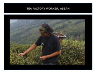 TEA FACTORY WORKER, ASSAM
 