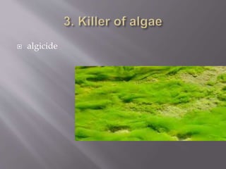  algicide
 