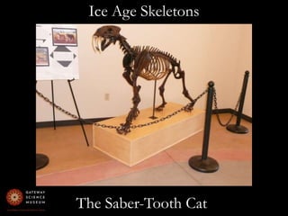 Ice Age SkeletonsThe Saber-Tooth Cat