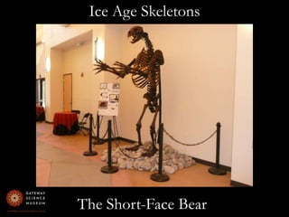 Ice Age SkeletonsThe Short-Face Bear