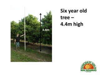 On farm innovations that increase production innovative young macadamia ...