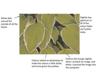 White dots 
around the 
outside of all the 
leaves 
Colours edited on photoshop to 
make the colours a little duller, 
and more green less yellow. 
Slightly low 
aperture so 
all of the 
colour fades 
out further 
away. 
Colours did change slightly 
when I printed my image, and 
when I scanned the image into 
the computer. 
 