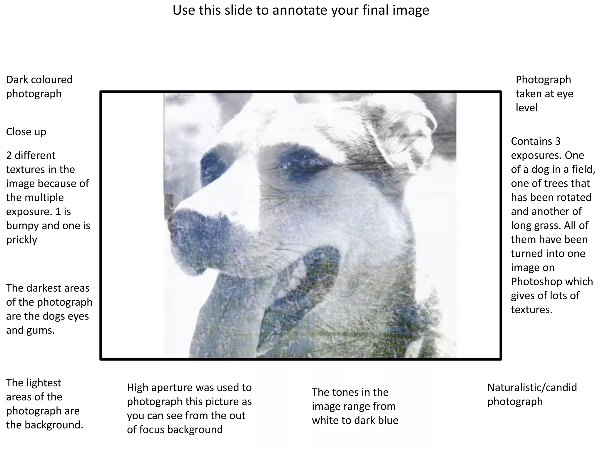 Use this slide to annotate your final image 
Dark coloured 
photograph 
Close up 
2 different 
textures in the 
image because of 
the multiple 
exposure. 1 is 
bumpy and one is 
prickly 
Naturalistic/candid 
photograph 
The darkest areas 
of the photograph 
are the dogs eyes 
and gums. 
The lightest 
areas of the 
photograph are 
the background. 
High aperture was used to 
photograph this picture as 
you can see from the out 
of focus background 
The tones in the 
image range from 
white to dark blue 
Photograph 
taken at eye 
level 
Contains 3 
exposures. One 
of a dog in a field, 
one of trees that 
has been rotated 
and another of 
long grass. All of 
them have been 
turned into one 
image on 
Photoshop which 
gives of lots of 
textures. 
 