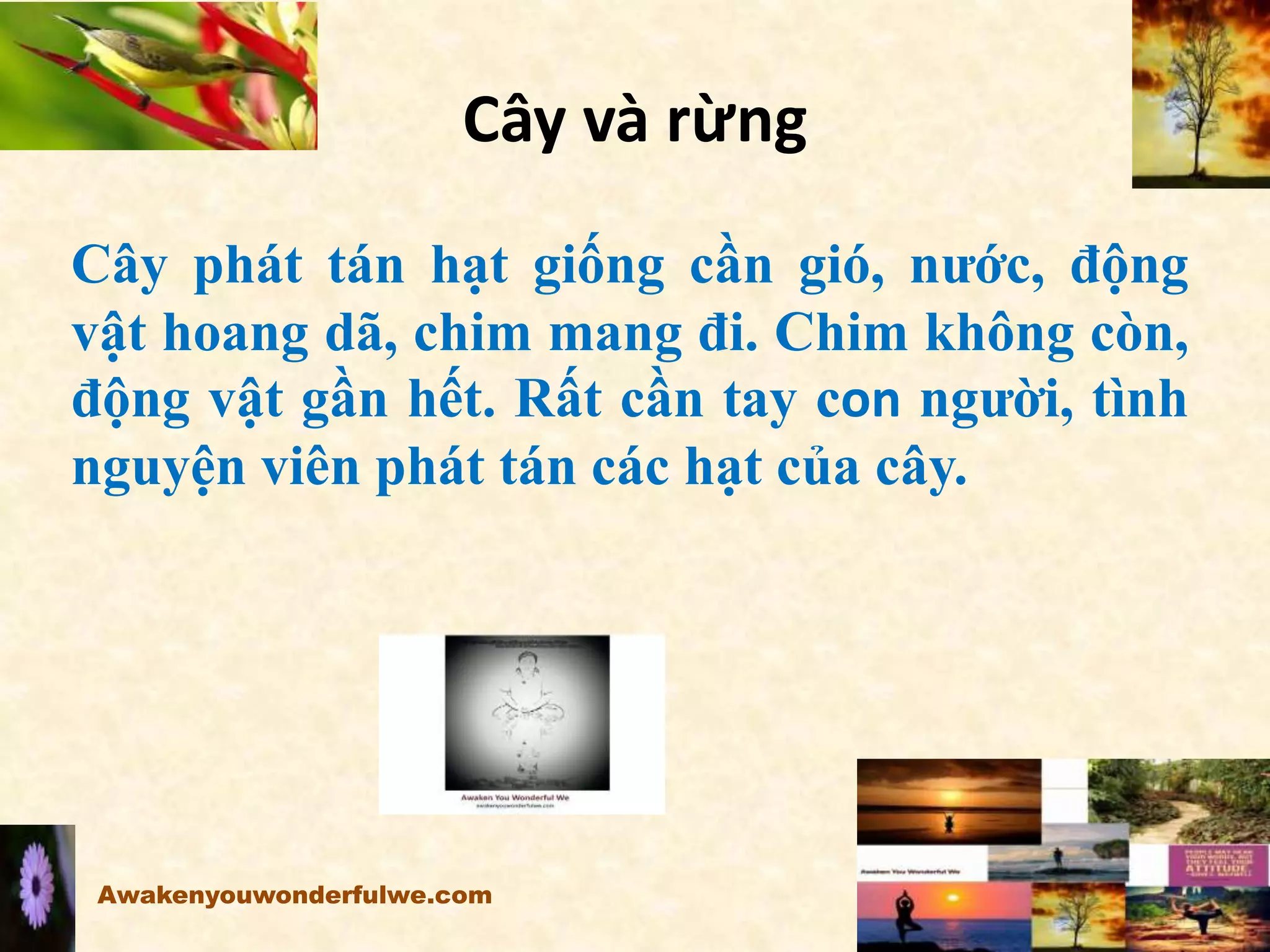 Cây và rừng
Cây phát tán hạt giống cần gió, nước, động
vật hoang dã, chim mang đi. Chim không còn,
động vật gần hết. Rất cần tay con người, tình
nguyện viên phát tán các hạt của cây.
Awakenyouwonderfulwe.com
 