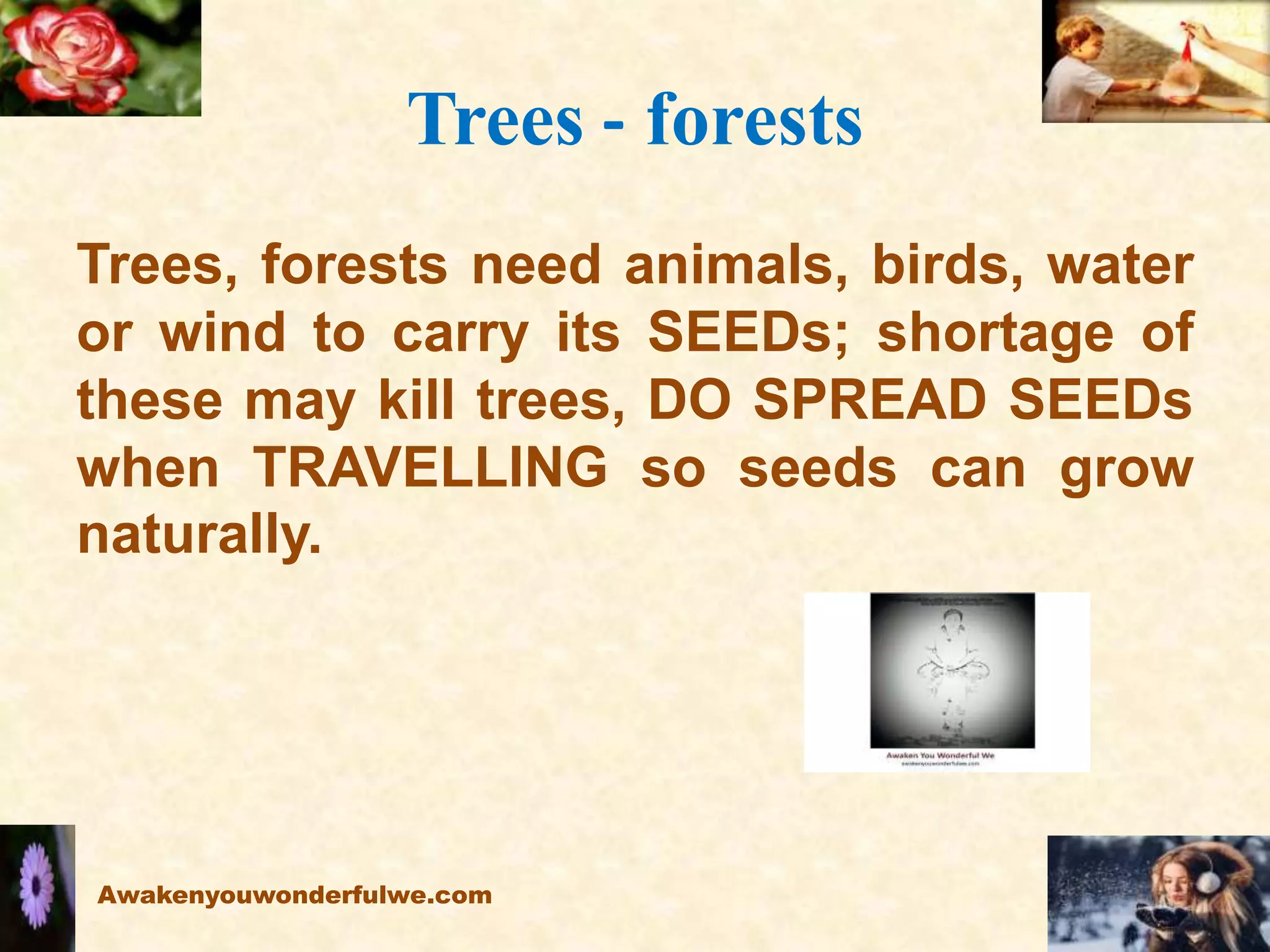 Trees - forests
Trees, forests need animals, birds, water
or wind to carry its SEEDs; shortage of
these may kill trees, DO SPREAD SEEDs
when TRAVELLING so seeds can grow
naturally.
Awakenyouwonderfulwe.com
 