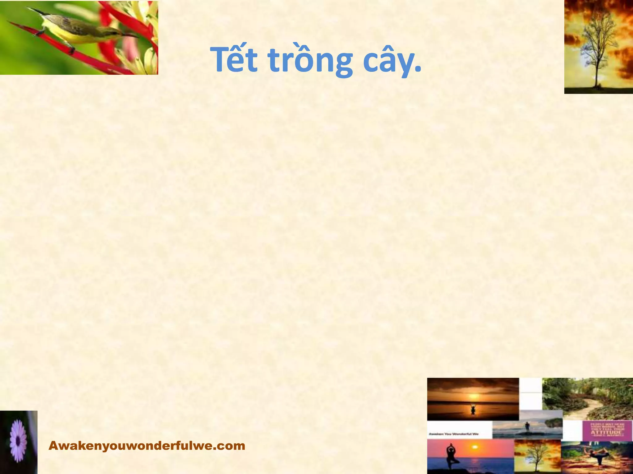 Tết trồng cây.
Awakenyouwonderfulwe.com
 