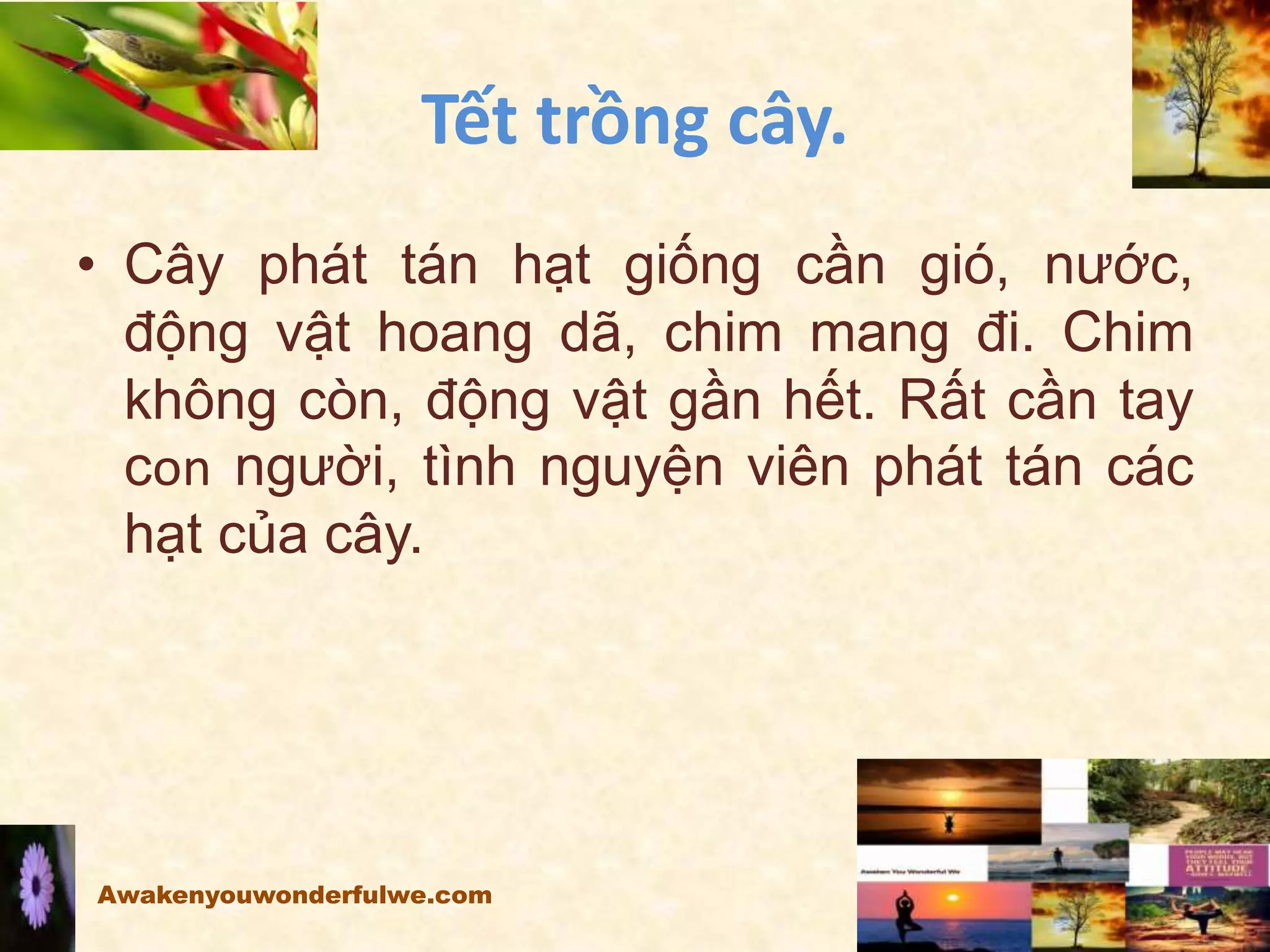 Tết trồng cây.
• Cây phát tán hạt giống cần gió, nước,
động vật hoang dã, chim mang đi. Chim
không còn, động vật gần hết. Rất cần tay
con người, tình nguyện viên phát tán các
hạt của cây.
Awakenyouwonderfulwe.com
 