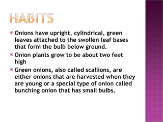 Onions have upright, cylindrical, green leaves attached to the swollen leaf bases that form the bulb below ground. Onion plants grow to be about two feet high Green onions, also called scallions, are either onions that are harvested when they are young or a special type of onion called bunching onion that has small bulbs. 