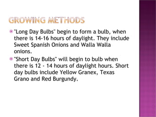 "Long Day Bulbs" begin to form a bulb, when there is 14-16 hours of daylight. They include Sweet Spanish Onions and Walla Walla onions.  "Short Day Bulbs" will begin to bulb when there is 12 - 14 hours of daylight hours. Short day bulbs include Yellow Granex, Texas Grano and Red Burgundy.  