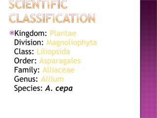 <ul><li>Kingdom:  Plantae Division:  Magnoliophyta Class:  Liliopsida Order:  Asparagales Family:  Alliaceae Genus:  Alliu...