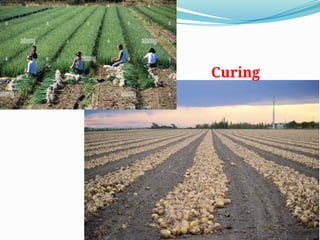 Production Technology of Bulb Crops- Soil type, Climate, Irrigation and ...