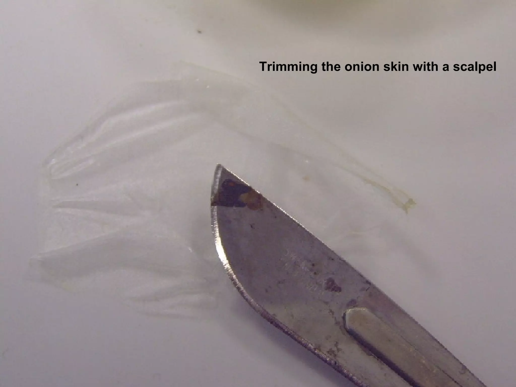 Trimming the onion skin with a scalpel