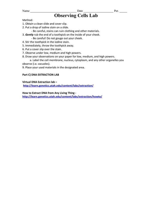 Onion and cheek cell, DNA extraction lab | DOC