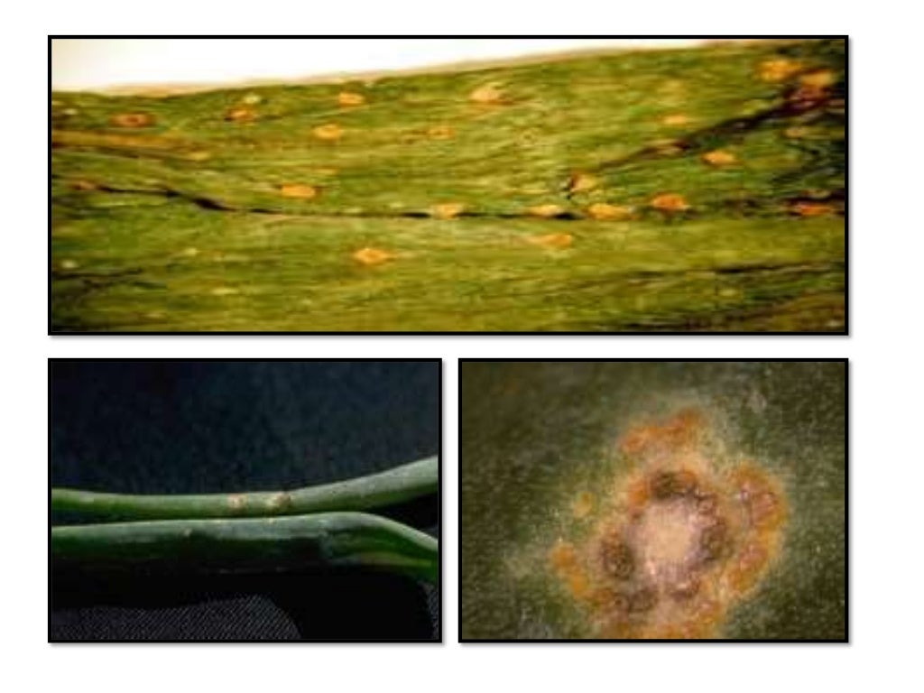 Diseases of Onion and garlic and their management