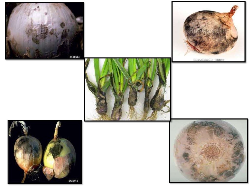 Diseases of Onion and garlic and their management