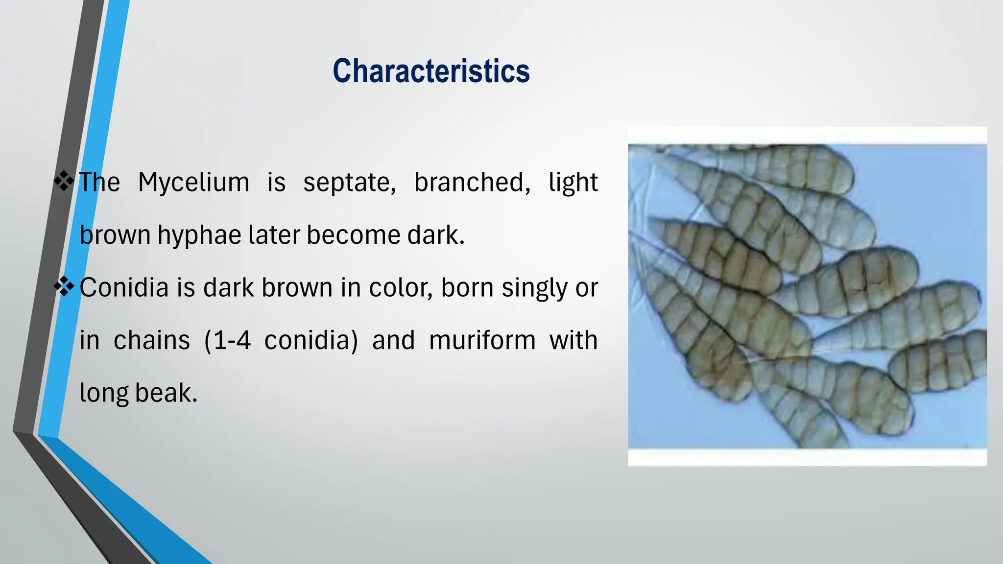 ❖The Mycelium is septate, branched, light
brown hyphae later become dark.
❖Conidia is dark brown in color, born singly or
in chains (1-4 conidia) and muriform with
long beak.
Characteristics
 