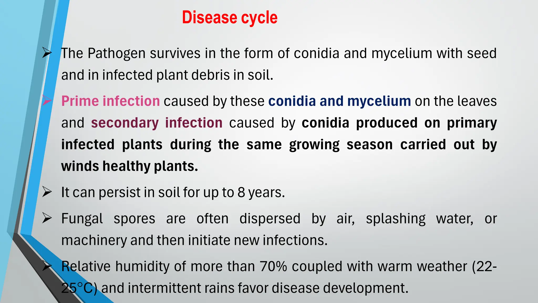 Disease cycle
➢ The Pathogen survives in the form of conidia and mycelium with seed
and in infected plant debris in soil.
➢ Prime infection caused by these conidia and mycelium on the leaves
and secondary infection caused by conidia produced on primary
infected plants during the same growing season carried out by
winds healthy plants.
➢ It can persist in soil for up to 8 years.
➢ Fungal spores are often dispersed by air, splashing water, or
machinery and then initiate new infections.
➢ Relative humidity of more than 70% coupled with warm weather (22-
25°C) and intermittent rains favor disease development.
 