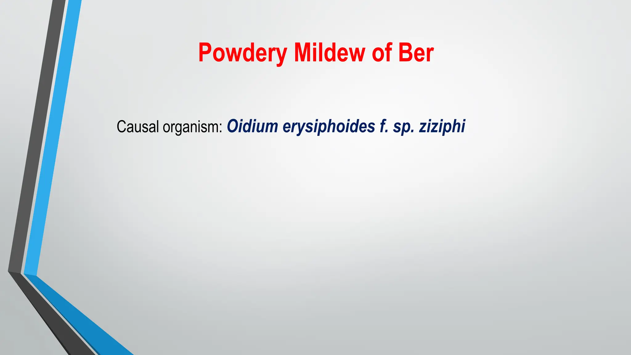 Powdery Mildew of Ber
Causal organism: Oidium erysiphoides f. sp. ziziphi
 