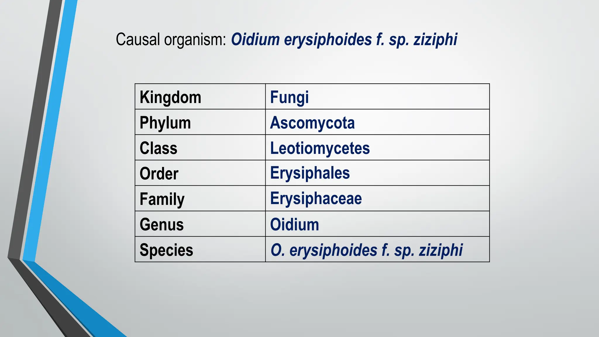 Causal organism: Oidium erysiphoides f. sp. ziziphi
Kingdom Fungi
Phylum Ascomycota
Class Leotiomycetes
Order Erysiphales
Family Erysiphaceae
Genus Oidium
Species O. erysiphoides f. sp. ziziphi
 