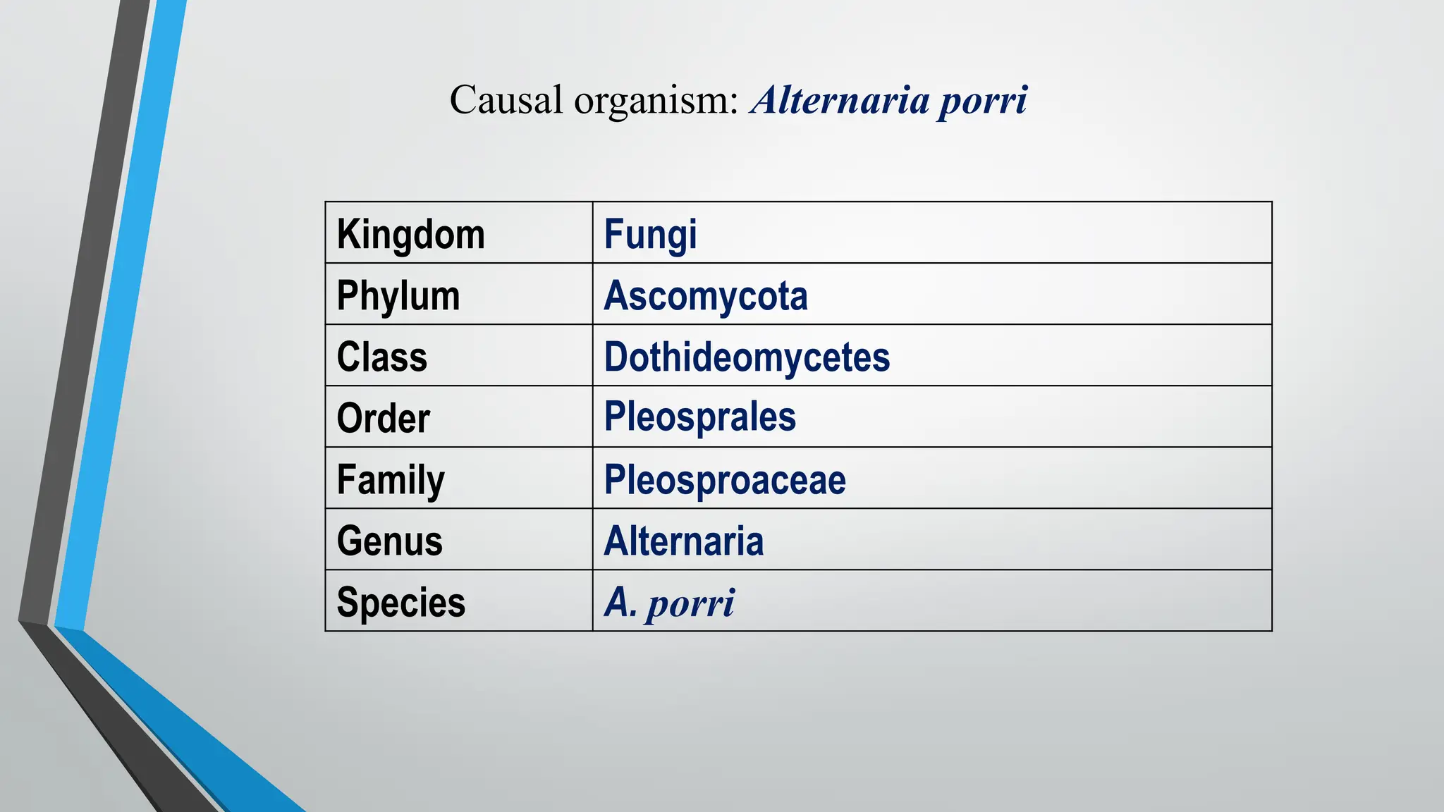 Causal organism: Alternaria porri
Kingdom Fungi
Phylum Ascomycota
Class Dothideomycetes
Order Pleosprales
Family Pleosproaceae
Genus Alternaria
Species A. porri
 