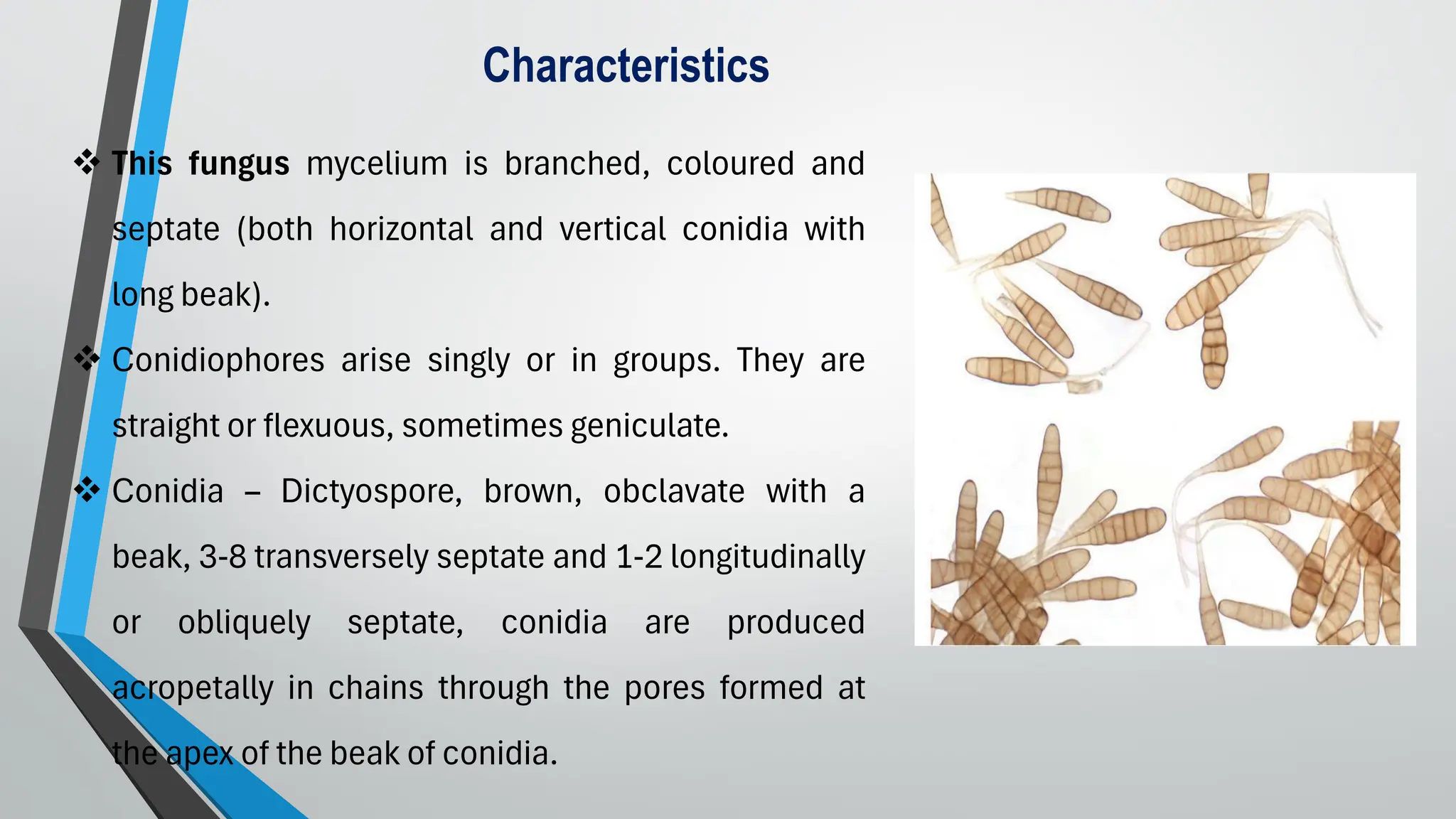 ❖ This fungus mycelium is branched, coloured and
septate (both horizontal and vertical conidia with
long beak).
❖ Conidiophores arise singly or in groups. They are
straight or flexuous, sometimes geniculate.
❖ Conidia – Dictyospore, brown, obclavate with a
beak, 3-8 transversely septate and 1-2 longitudinally
or obliquely septate, conidia are produced
acropetally in chains through the pores formed at
the apex of the beak of conidia.
Characteristics
 