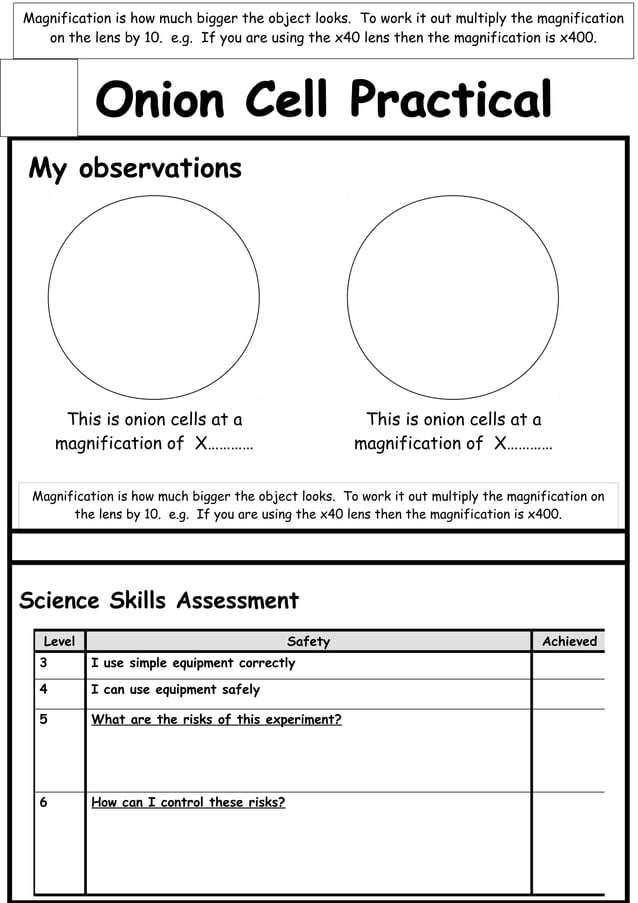 Onion cell practical worksheet PDF