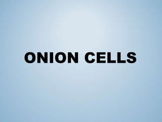 ONION CELLS
 
