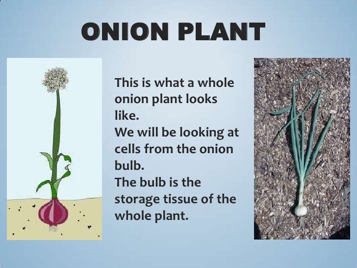 Onion cells