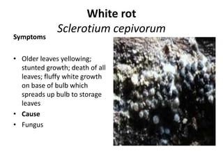 Neck Rot oniondiseases-150926071715-lva1-app6891.pdf