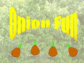 Onion Fun 