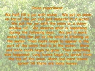 Onion experiment  We half fill a jar with water.  We put an onion on top of the jar and just immerse it in water.  We put the jar with the onion on a sunny window sill.  We observe what is happening during the following days.  We put in more water into the jar as the onion is drinking up the water. Then roots begin to appear in the part of the onion that is in the water.  More and more roots begin to grow. Then something else happened. Long leaves begin to sprout from the top of the onion. More and more leaves sprout till there are many leaves. 