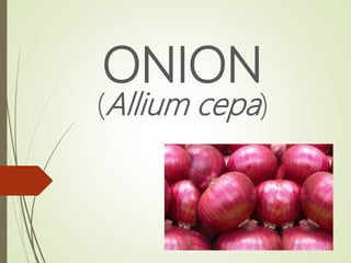 ONION
(Allium cepa)
 