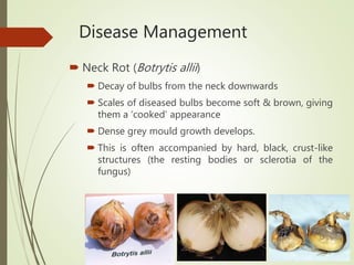 Neck Rot Onion Final PPT.pptx