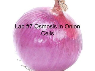 Lab #7 Osmosis in Onion
Cells
 