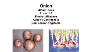 Onion
Allium cepa
2 n = 1 6
Family: Alliaceae
Origin : Central asia
Cool season vegetable
 