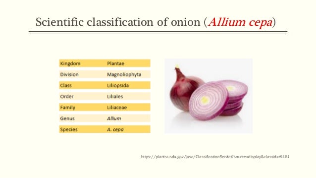 Food As Medicine Onions Allium Cepa