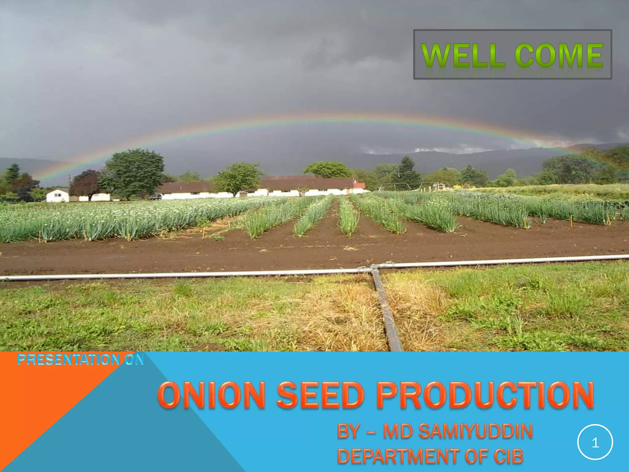 Onion seed production PPT