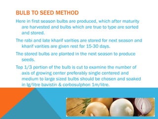 BULB TO SEED METHOD
Here in first season bulbs are produced, which after maturity
are harvested and bulbs which are true to type are sorted
and stored.
The rabi and late kharif varities are stored for next season and
kharif varities are given rest for 15-30 days.
The stored bulbs are planted in the next season to produce
seeds.
Top 1/3 portion of the bulb is cut to examine the number of
axis of growing center preferably single centered and
medium to large sized bulbs should be chosen and soaked
in Ig/litre bavistin & corbosulphon 1m/litre.
 