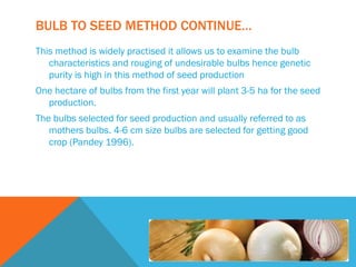 This method is widely practised it allows us to examine the bulb
characteristics and rouging of undesirable bulbs hence genetic
purity is high in this method of seed production
One hectare of bulbs from the first year will plant 3-5 ha for the seed
production.
The bulbs selected for seed production and usually referred to as
mothers bulbs. 4-6 cm size bulbs are selected for getting good
crop (Pandey 1996).
BULB TO SEED METHOD CONTINUE…
 