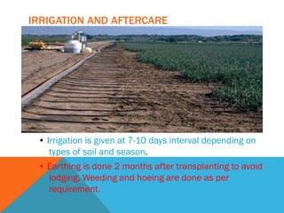 IRRIGATION AND AFTERCARE
• Irrigation is given at 7-10 days interval depending on
types of soil and season.
• Earthing is done 2 months after transplanting to avoid
lodging. Weeding and hoeing are done as per
requirement.
 