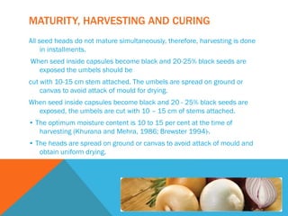 MATURITY, HARVESTING AND CURING
All seed heads do not mature simultaneously, therefore, harvesting is done
in installments.
When seed inside capsules become black and 20-25% black seeds are
exposed the umbels should be
cut with 10-15 cm stem attached. The umbels are spread on ground or
canvas to avoid attack of mould for drying.
When seed inside capsules become black and 20 - 25% black seeds are
exposed, the umbels are cut with 10 – 15 cm of stems attached.
• The optimum moisture content is 10 to 15 per cent at the time of
harvesting (Khurana and Mehra, 1986; Brewster 1994)·.
• The heads are spread on ground or canvas to avoid attack of mould and
obtain uniform drying.
 
