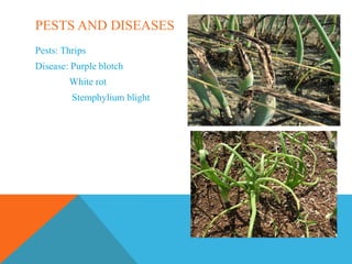 PESTS AND DISEASES
Pests: Thrips
Disease: Purple blotch
White rot
Stemphylium blight
 