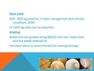 Seed yield:
500 - 800 kg seed/ha, in best management and climatic
conditions 1000
to 1200 kg seed can be obtained.
Grading
Seeds are size graded using BSS10 X10 wire mesh sieve
and the seeds retained by
this sieve alone is recommended for sowing/storage.
 